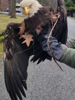 Officers Recuse Bald Eagle At Lebanon City Park, Police Say