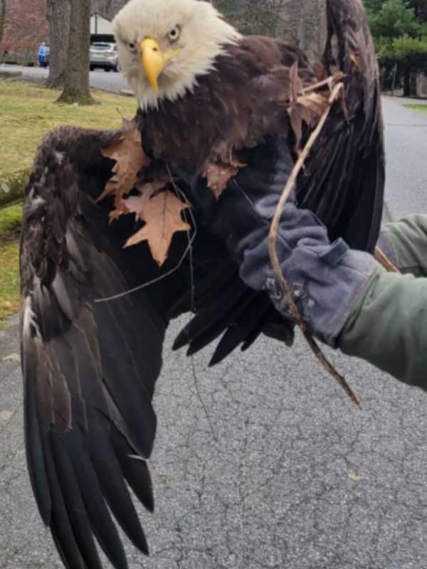 Officers Recuse Bald Eagle At Pennsylvania Park, Police Say