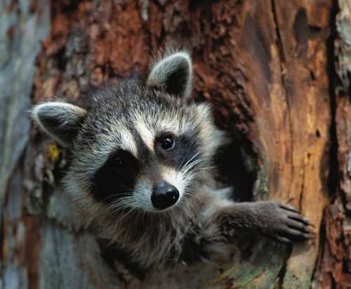 Rabies Alert Issued In Anne Arundel County After Raccoon Tests Positive ...