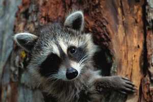 Raccoon Tests Positives For Rabies: Hunterdon County Department Of Health