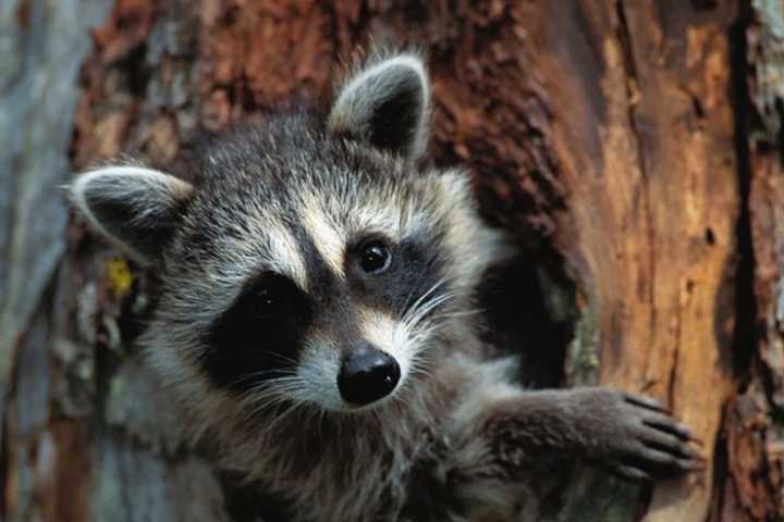 Fourth Rabid Raccoon Found In Amityville This Year: Here's How To Protect Yourself, Pets