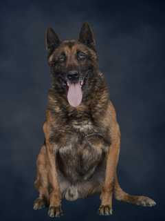 New Jersey State Police Mourns K-9 Echo, Explosive Detection Dog