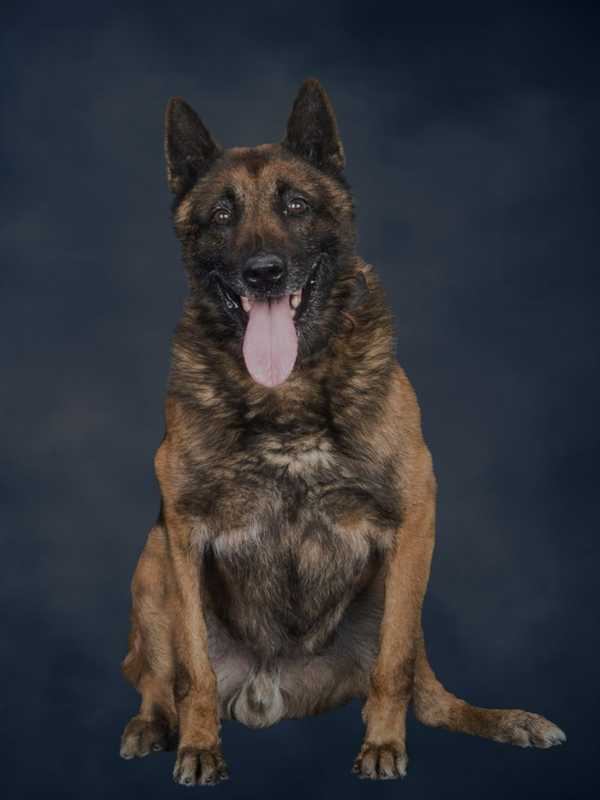 New Jersey State Police Mourns K-9 Echo, Explosive Detection Dog