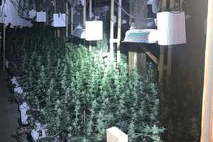 2 Guilty of Trafficking 100 Lbs of Pot In Massive Grow Operation Uncovered In Western Mass