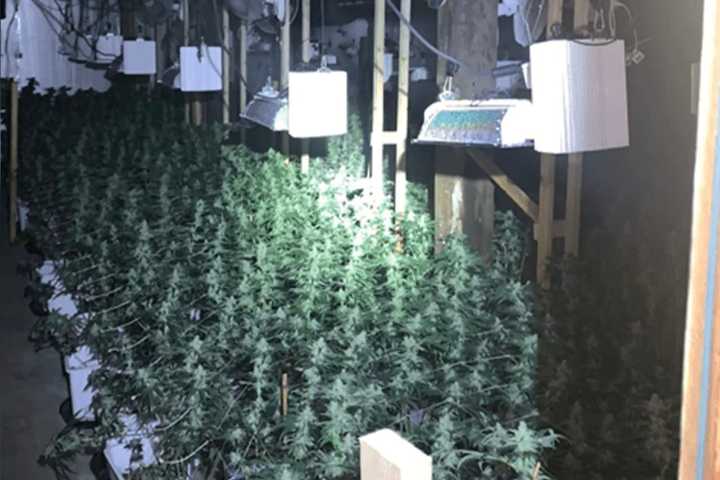 2 Guilty of Trafficking 100 Lbs of Pot In Massive Grow Operation Uncovered In Savoy