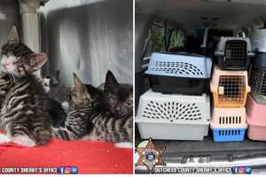 90 Cats Rescued From 'Deplorable' Hudson Valley Home