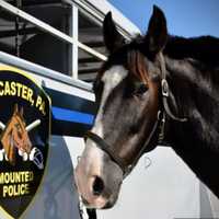 <p>Liam a horse who formerly served in the Lancaster Mounted Police.</p>