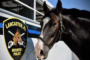 Central PA Police Horse Featured In Children's Book Killed