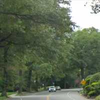 Bear Spotted In South Orange: Report