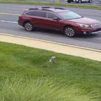 PA State Police Search For Vehicle In Deadly Hit-Run Crash On I-78