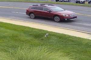 PA State Police Search For Vehicle In Deadly Hit-Run Crash On I-78