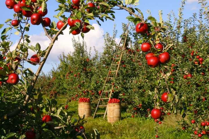 Best Orchards For Apple Picking In Southeastern PA