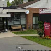 Tortured, Mutilated Dog Found Behind Warehouse In Lehigh Valley