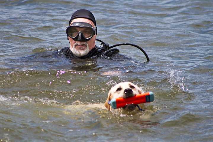 Search Dogs Descend On Ringwood Reservoir For Training