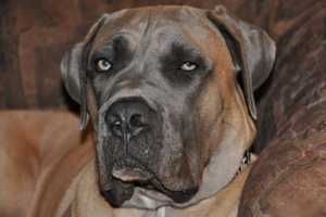Red Hook Judge Orders Dogs That Attacked Jogger Be Put To Death