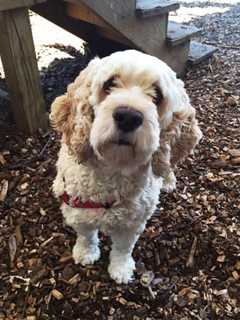 Meet Shade, SPCA Pet Of The Week