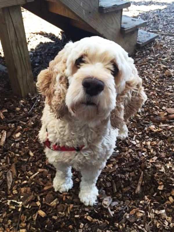Meet Shade, SPCA Pet Of The Week