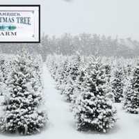 Christmas Tree Farm Shutters On Long Island Due To Shortages