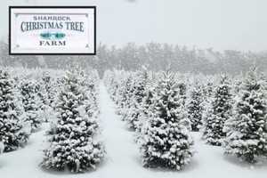 Christmas Tree Farm Shutters On Long Island Due To Shortages