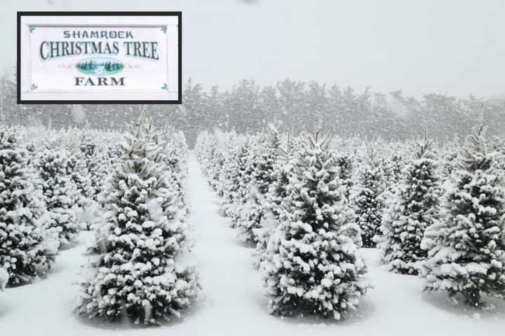 Christmas Tree Farm Shutters On Long Island Due To Shortages