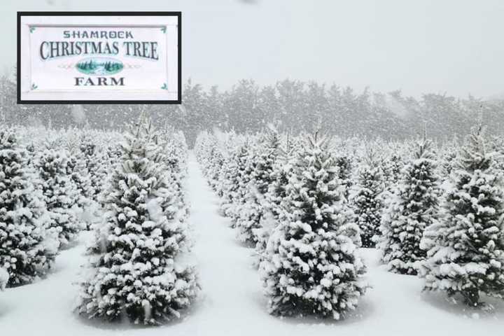 Shamrock Christmas Tree Farm, family-owned and operated in Mattituck since 1987, announced that it would not open for the 2023 holiday season.&nbsp;