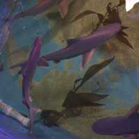 <p>The sandbar sharks discovered in the basement pool.</p>