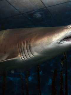 Teachers Can Go To 'Fish School' At Norwalk's Maritime Aquarium