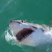Shark Spotted Off Coast Of Nahant Beach, Swimmers Warned