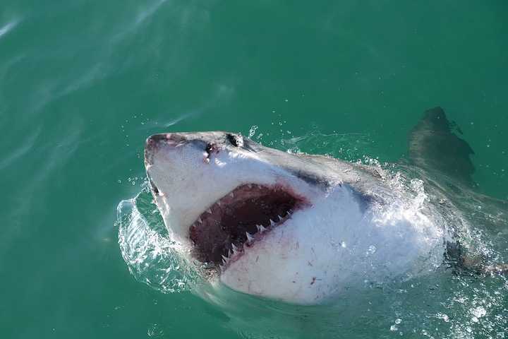 Shark Watch: Here's How To Stay Safe Amid New Reports Of Sightings