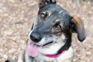 Sheeba Is The SPCA Of Westchester's Pet Of The Week