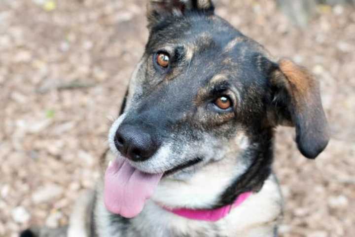 Sheeba Is The SPCA Of Westchester's Pet Of The Week