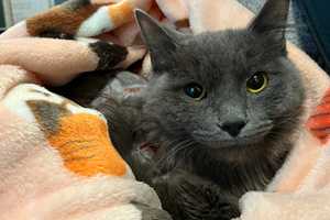 Kitten Found Covered In Burns In Roslindale Recovering After Surgery; MSPCA Looking For Owner