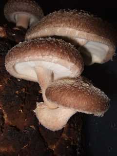 Fungi Expert Leads Mushroom Walk In Wyckoff