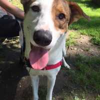 Skip Is SPCA Pet Of The Week