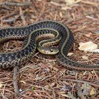Woman Hospitalized After Snake Bite In Hunterdon County: NJSP