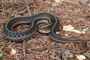 Woman Hospitalized After Snake Bite In Hunterdon County: NJSP