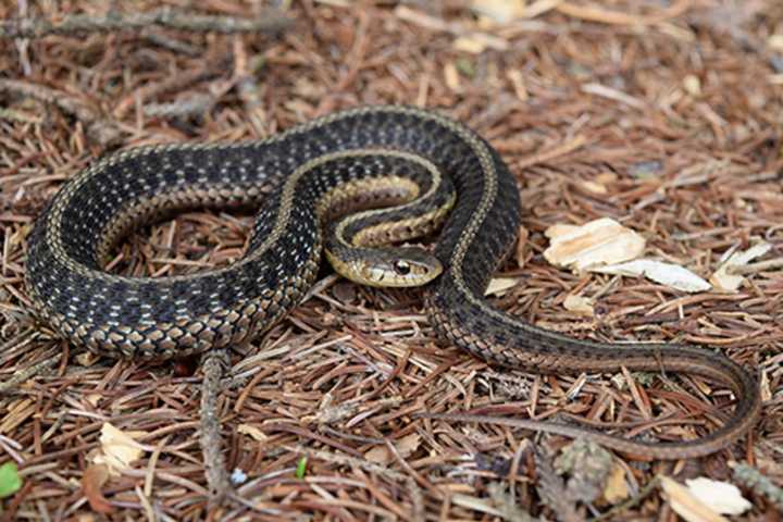 'Remain Calm': CT DEEP Offers Guidance For Snake Encounters