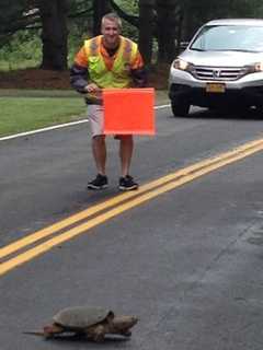 West Nyack, Blauvelt Residents Help Snapping Turtles Stay Safe On Roads