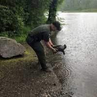 Why Did The Turtle Cross The Road? Officers Rescue Animal On Busy Hudson Valley Highway
