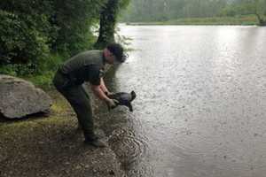 Why Did The Turtle Cross The Road? Animal Rescued On Busy Tuxedo Highway