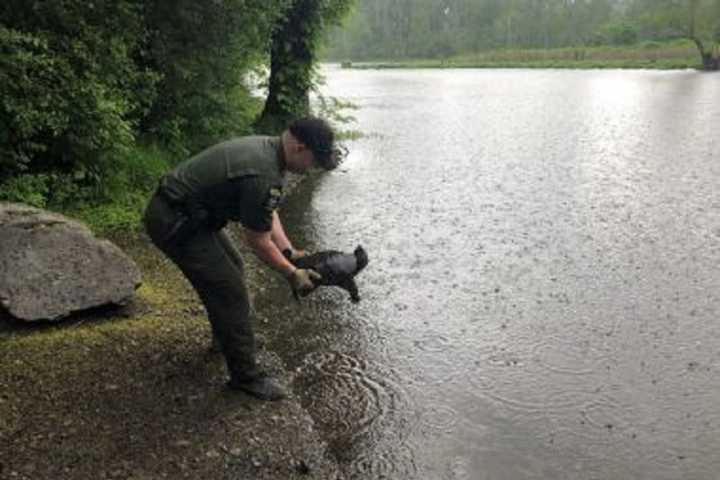 Why Did The Turtle Cross The Road? Animal Rescued On Area Highway