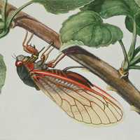 The Cicadas Are Coming! Here's When To Expect Billions Of These Red-Eyed Insects In Region