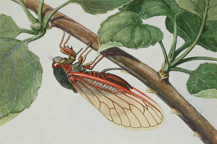 The Cicadas Are Coming! Here's When To Expect Billions Of These Red-Eyed Insects In Region