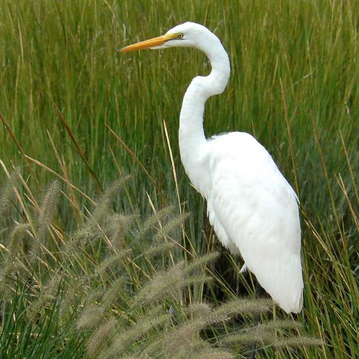 The snowy egret is typical of the birdlife that can be seen on habitat like the White Barn property in Norwalk.