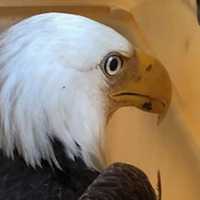 <p>The Solebury bald eagle is on the road to recovery, rescuers say.</p>