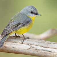Unusual Illness Killing Large Number Of Birds In Eastern US
