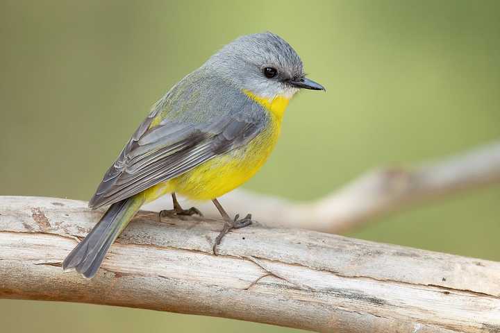 Unusual Illness Killing Large Number Of Birds In Eastern US