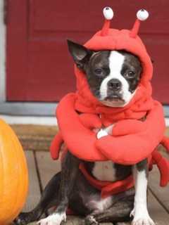 Southport Celebrates Halloween With People, Pet Parade 