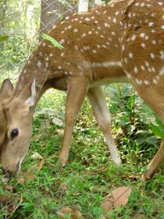 Wyckoff, Franklin Lakes, Oakland Ask For Deer Population Help