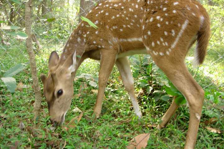 Englewood Flat Rock Preserve Discusses Deer Management Enclosure